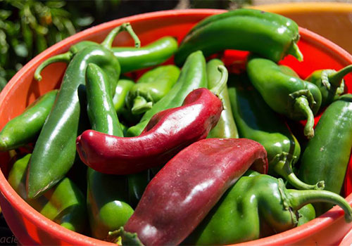 Join us for a spicy event as we roast green chilis at Apple Annie's Produce Farm in Willcox, Arizona!