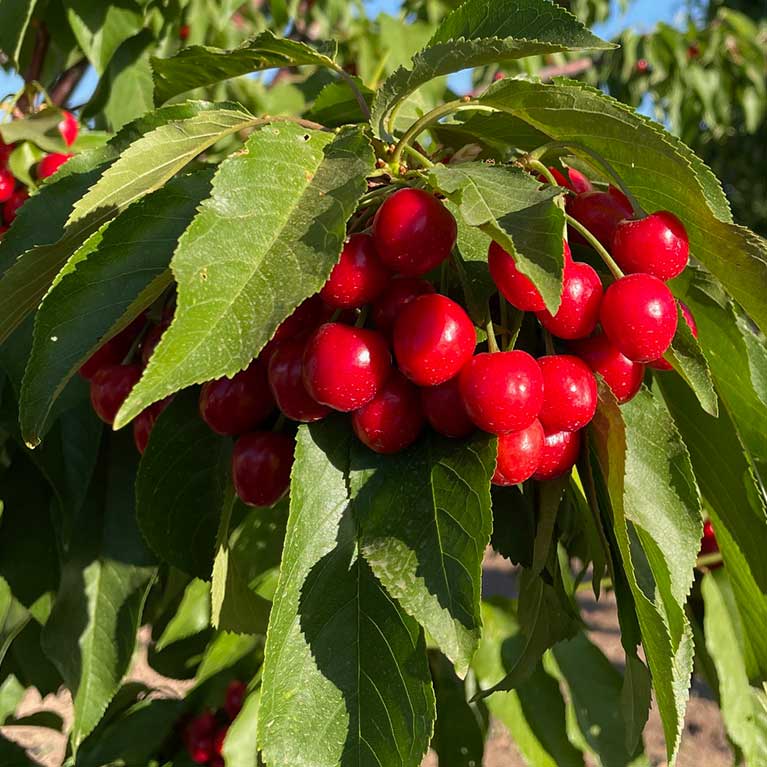 Pick-your-own cherries, apples, and pears at our fruit orchards location!