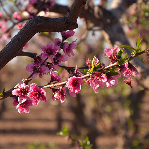 Join us in our pick-your-own apple orchard for farm fresh apples picked from the branch!