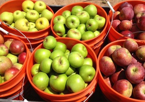 Browse our selection of already picked apples in our orchard shop!