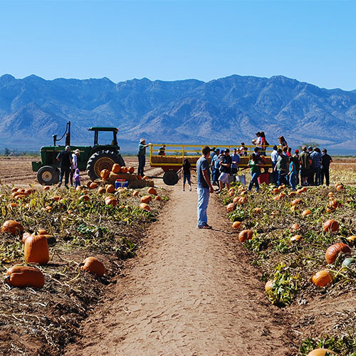 Hop aboard our hayrides and head out into our u-pick pumpkin patch this fall for an afternoon of pick-your-own pumpkins!