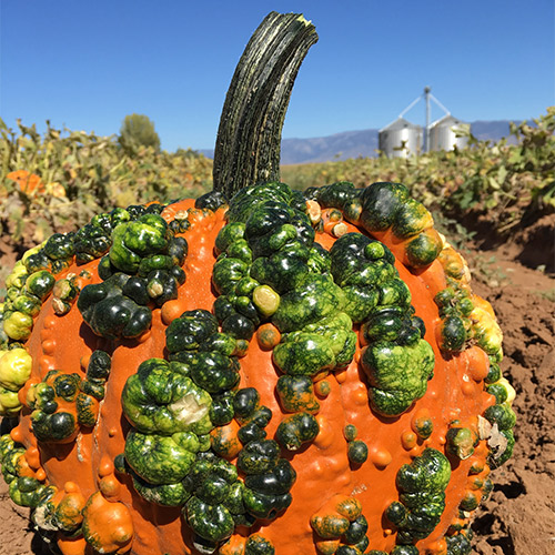 Pick-your own pumpkins at our U-Pick Pumpkin Patch in Willcox, AZ this fall!