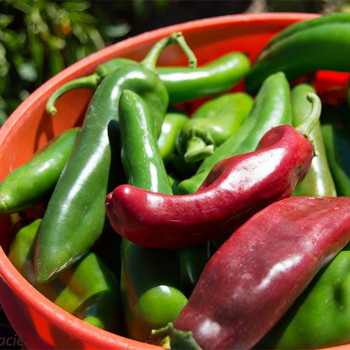 Enjoy our selection of pre-picked chilis grown right here in Willcox!