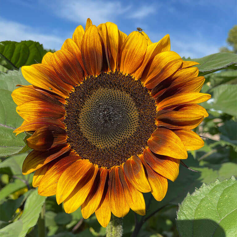 Visit our stunning sunflower patch each summer for a one of a kind photo opportunity!