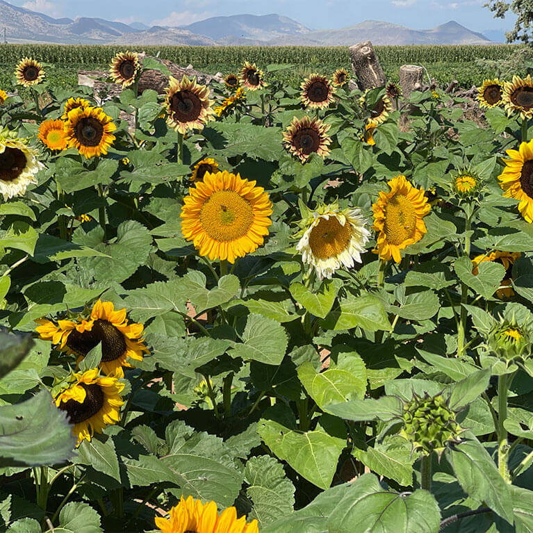 Visit our stunning sunflower patch each summer for a one of a kind photo opportunity!