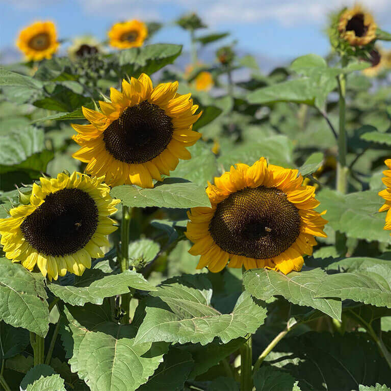 Visit our stunning sunflower patch each summer for a one of a kind photo opportunity!