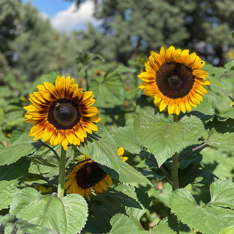 Visit our stunning sunflower patch each summer for a one of a kind photo opportunity!