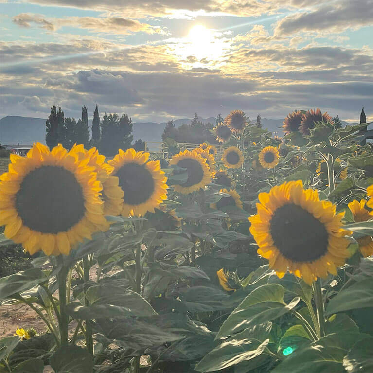 Visit our stunning sunflower patch each summer for a one of a kind photo opportunity!