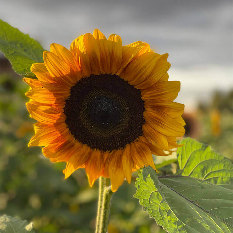 Visit our stunning sunflower patch each summer for a one of a kind photo opportunity!