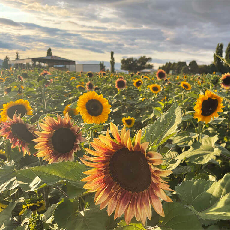 Visit our stunning sunflower patch each summer for a one of a kind photo opportunity!