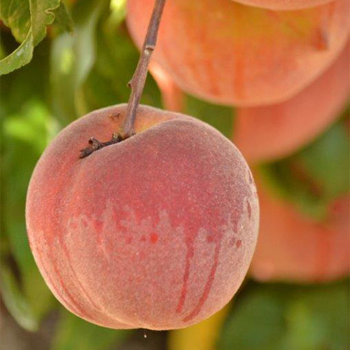 Join us in our pick-your-own peach orchard for farm fresh peaches picked from the branch!