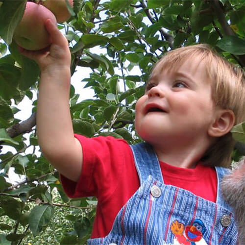 Start a pick-your-own apple adventure at our u-pick apple orchard in Willcox, AZ.