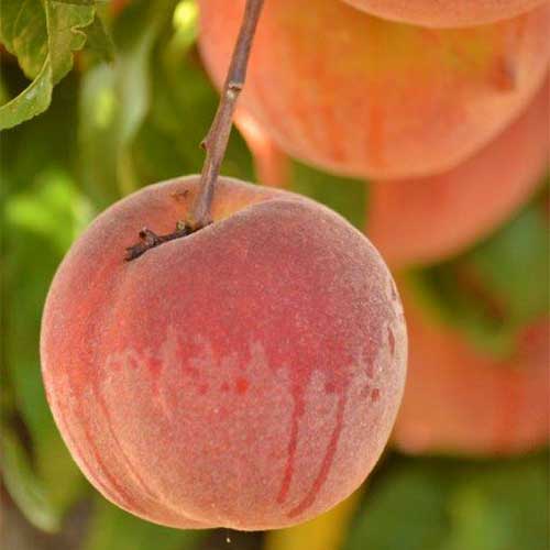 Join us in our pick-your-own peach orchard for farm fresh peaches picked from the branch!