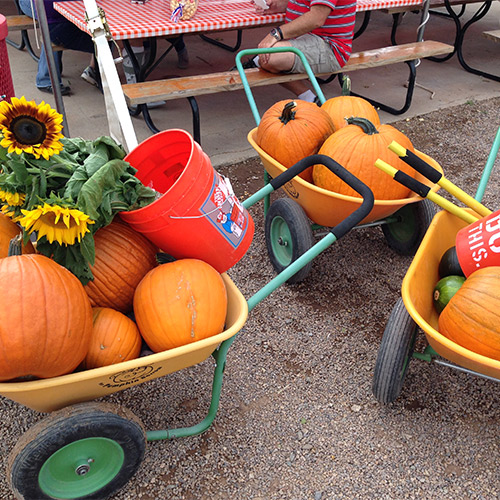 Join us this fall for u-cut sunflowers and pick-your-own pumpkins at our Apple Annie's Produce and Pumpkins location.