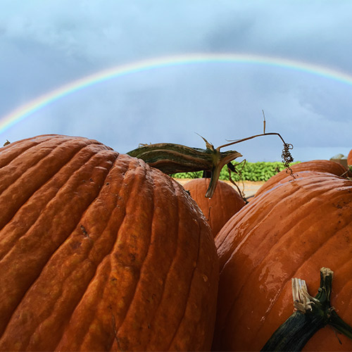 Pick-your own pumpkins at our U-Pick Pumpkin Patch in Willcox, AZ this fall!