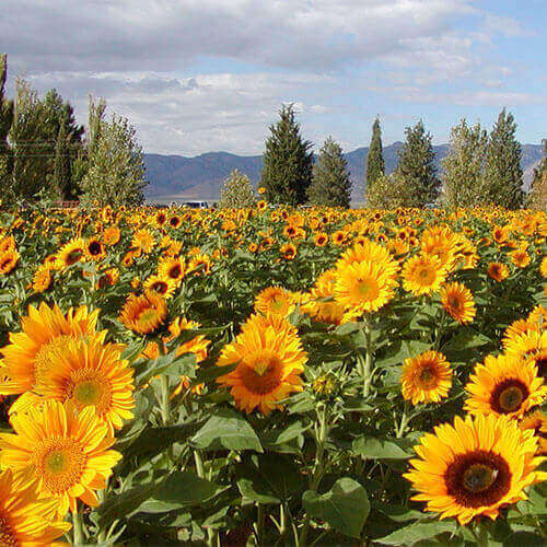 Visit our stunning sunflower patch each summer for a one of a kind photo opportunity!