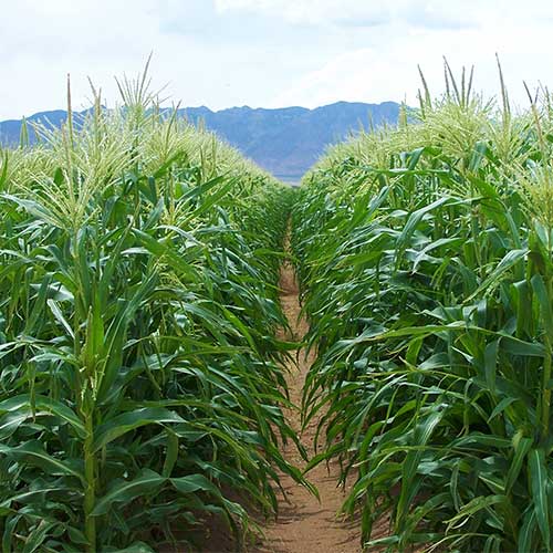 Explore our giant corn maze featuring a new maze design each year!