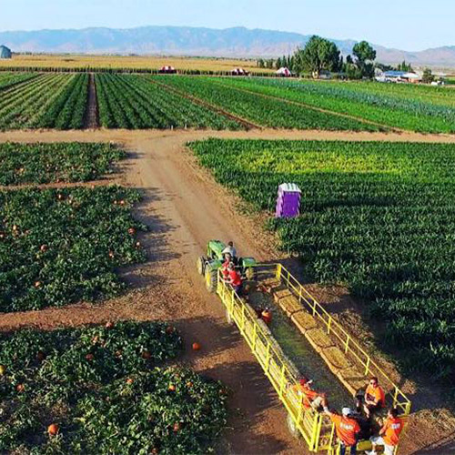 Hop aboard our hayrides and head out into our u-pick pumpkin patch this fall for an afternoon of pick-your-own pumpkins!