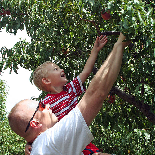 Start a pick-your-own apple adventure at our u-pick apple orchard in Willcox, AZ.