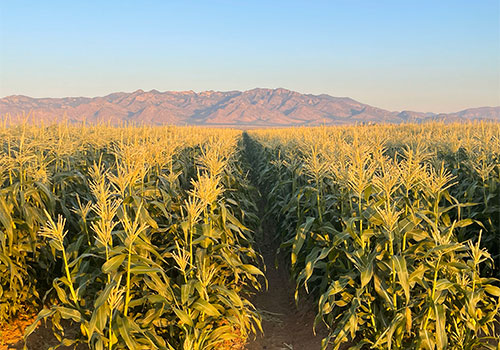 Our giant corn field is home to our annual fall corn maze.