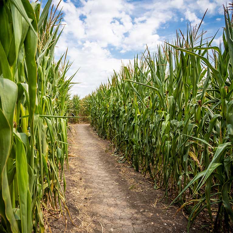 Explore our giant corn maze featuring a new maze design each year!