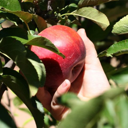 Start a pick-your-own apple adventure at our u-pick apple orchard in Willcox, AZ.