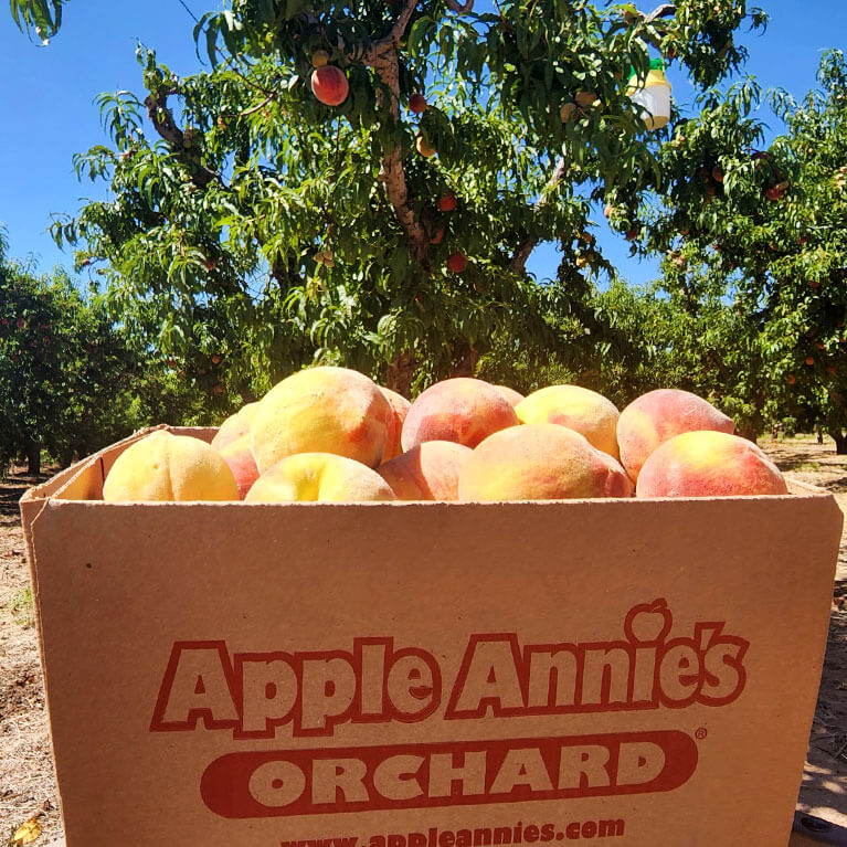 Join us for pick-your-own peaches in our u-pick peach orchard at 2081 W Hardy Rd in Willcox.