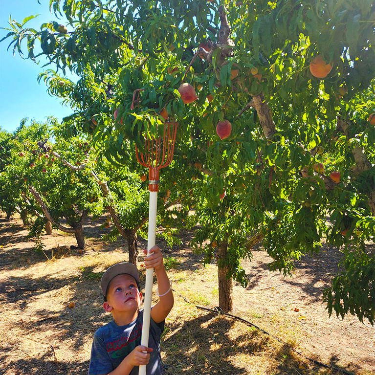 Visit our Hardy Road location for farm fresh peaches you can pick from our peach orchards!