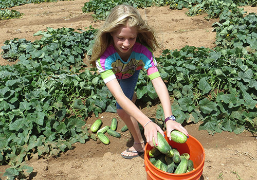 Pick-your-own produce at our u-pick vegetable garden at Apple Annie's Produce and Pumpkins!