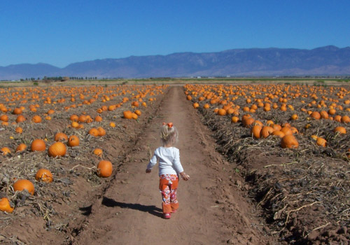 Pick-your own pumpkins at our U-Pick Pumpkin Patch in Willcox, AZ this fall!