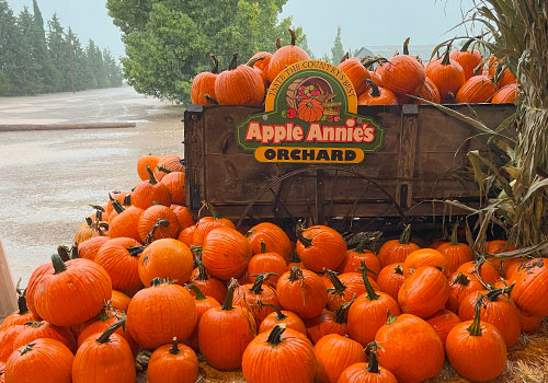 We offer u-pick and pre-picked pumpkins for sale each fall on the farm.