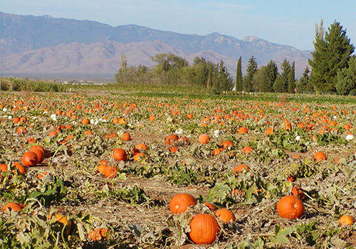 Pick-your own pumpkins at our U-Pick Pumpkin Patch in Willcox, AZ this fall!