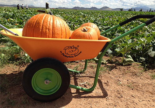 Pick-your own pumpkins at our U-Pick Pumpkin Patch in Willcox, AZ this fall!