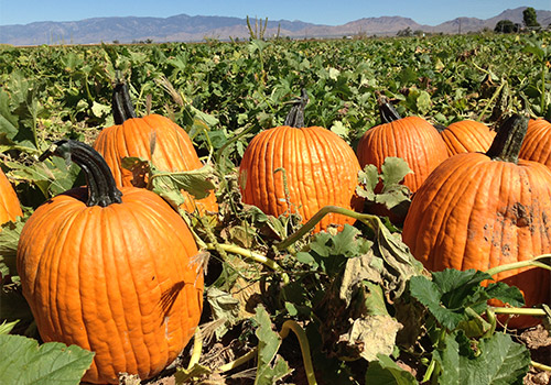 Pick-your own pumpkins at our U-Pick Pumpkin Patch in Willcox, AZ this fall!