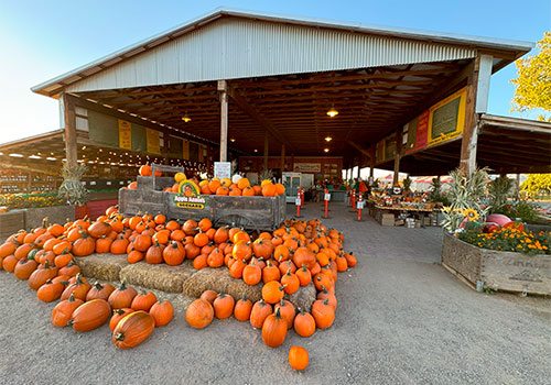 Browse our selection of pre-picked pumpkins at our Williams Rd location.