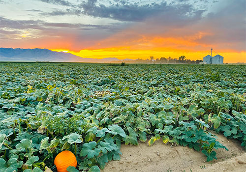 Head out into our pick-your-own pumpkin patch for a u-pick pumpkin adventure!