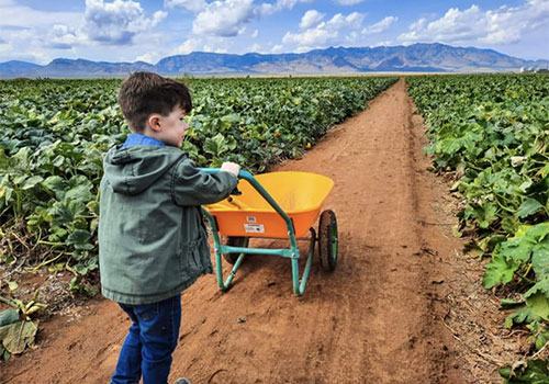 Head out into our pick-your-own pumpkin patch for a u-pick pumpkin adventure!