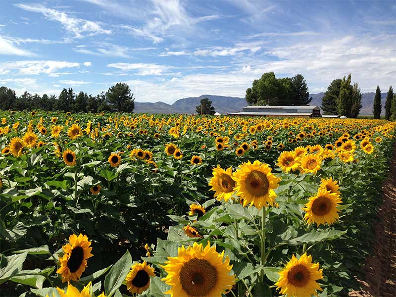 Visit our stunning sunflower patch each summer for a one of a kind photo opportunity!