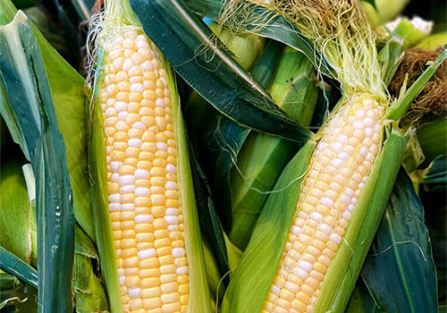 Enjoy our sweet corn fresh from the stalk!