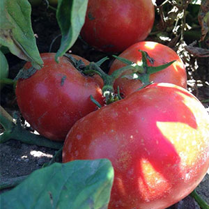 Pick-your-own tomatoes at our Willcox Produce and Pumpkins location.