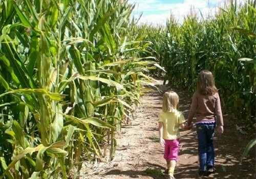 Explore our giant corn maze for some fantastic fall family fun!