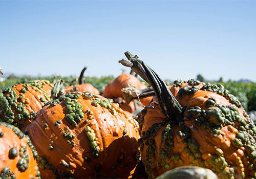 Pick-your own pumpkins at our U-Pick Pumpkin Patch in Willcox, AZ this fall!