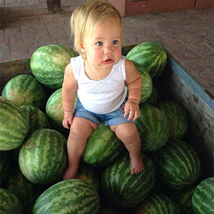 Already picked watermelons fresh from our Willcox, AZ watermelon fields.