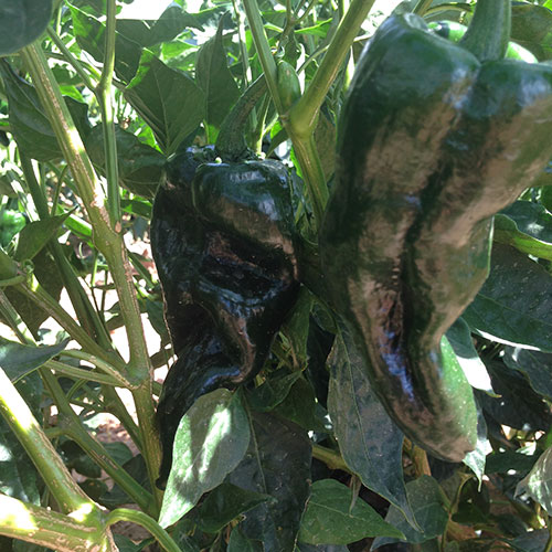 Farm Fresh produce grown at Apple Annie's Produce & U-Pick Pumpkins in Willcox, AZ.