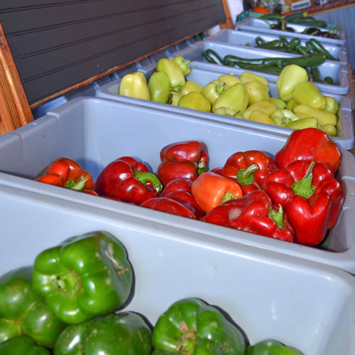 Farm Fresh produce grown at Apple Annie's Produce & U-Pick Pumpkins in Willcox, AZ.