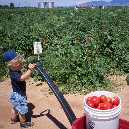 Pick-Your-Own tomatoes at Apple Annie's in Willcox AZ